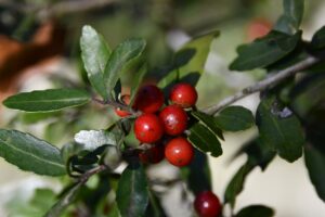 Yaupon Tea: Benefits, Side Effects, Dosage, Recipe